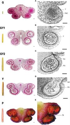 Editorial: Integrated omics approaches to accelerate plant improvement